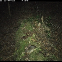 Rattus (genus) (A native or introduced Rattus species) at Marlo Merrican, NSW - 26 Nov 2024 by Rogerbrindle1