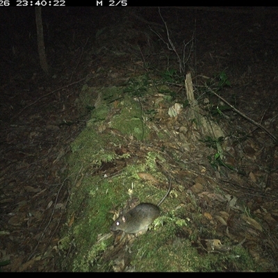 Rattus (genus) (A native or introduced Rattus species) at Marlo Merrican, NSW - 26 Nov 2024 by Rogerbrindle1