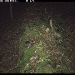 Rattus (genus) at Marlo Merrican, NSW - 26 Nov 2024 11:40 PM