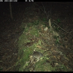 Rattus (genus) at Marlo Merrican, NSW - 26 Nov 2024 11:40 PM