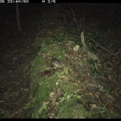 Rattus (genus) at Marlo Merrican, NSW - 26 Nov 2024 11:40 PM