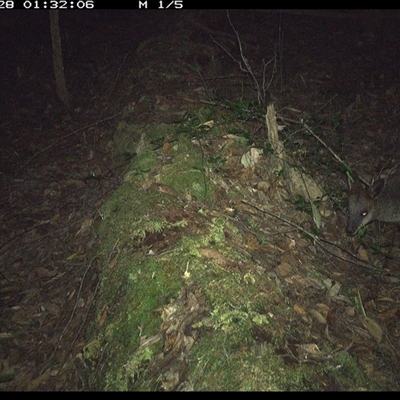 Wallabia bicolor (Swamp Wallaby) at Marlo Merrican, NSW - 28 Nov 2024 by Rogerbrindle1