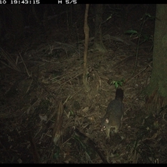 Trichosurus vulpecula (Common Brushtail Possum) at Lorne, NSW - 10 Nov 2024 by Butlinz
