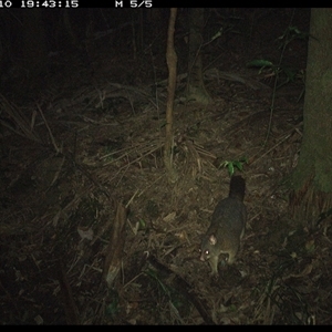 Trichosurus vulpecula (Common Brushtail Possum) at Lorne, NSW - 10 Nov 2024 by Butlinz