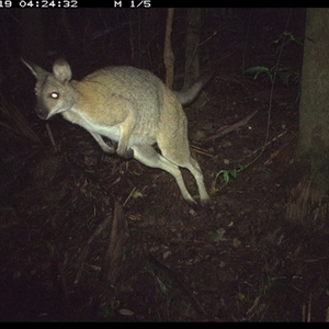 Notamacropus rufogriseus (Red-necked Wallaby) at Lorne, NSW - 19 Nov 2024 by Butlinz