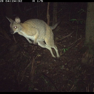 Notamacropus rufogriseus (Red-necked Wallaby) at Lorne, NSW - 19 Nov 2024 by Butlinz