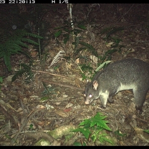 Trichosurus caninus (Mountain Brushtail Possum) at Lorne, NSW - 23 Nov 2024 by Butlinz