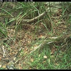 Varanus varius (Lace Monitor) at Marlo Merrican, NSW - 5 Dec 2024 by Rogerbrindle1