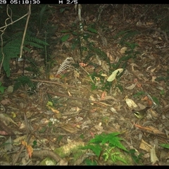 Neosericornis citreogularis (Yellow-throated Scrubwren) at Lorne, NSW - 29 Nov 2024 by Butlinz