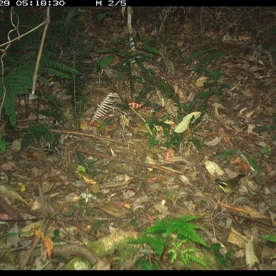 Neosericornis citreogularis (Yellow-throated Scrubwren) at Lorne, NSW - 29 Nov 2024 by Butlinz