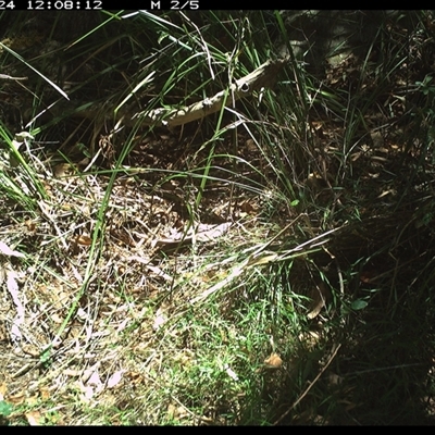 Rhipidura albiscapa (Grey Fantail) at Marlo Merrican, NSW - 24 Dec 2024 by Rogerbrindle1