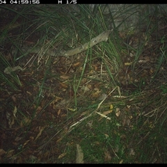 Unverified Rodent at Marlo Merrican, NSW - 4 Jan 2025 by Rogerbrindle1