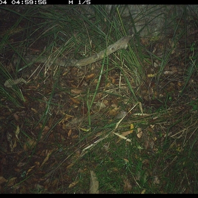 Unverified Rodent at Marlo Merrican, NSW - 4 Jan 2025 by Rogerbrindle1