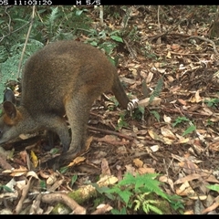 Wallabia bicolor (Swamp Wallaby) at Lorne, NSW - 5 Dec 2024 by Butlinz