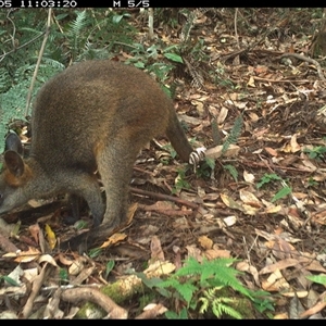 Wallabia bicolor (Swamp Wallaby) at Lorne, NSW - 5 Dec 2024 by Butlinz