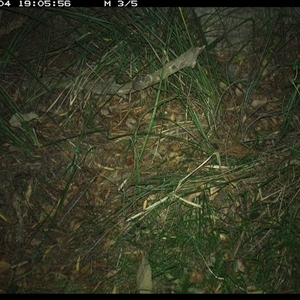 Antechinus stuartii (Brown Antechinus) at Marlo Merrican, NSW - 4 Jan 2025 by Rogerbrindle1