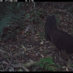 Alectura lathami (Australian Brush-turkey) at Lorne, NSW - 26 Nov 2024 by Butlinz