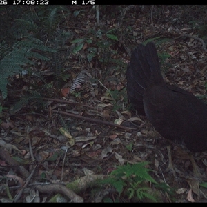 Alectura lathami (Australian Brush-turkey) at Lorne, NSW - 26 Nov 2024 by Butlinz