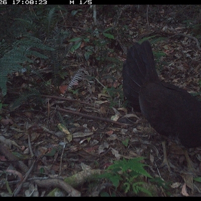 Alectura lathami (Australian Brush-turkey) at Lorne, NSW - 26 Nov 2024 by Butlinz