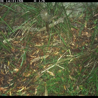 Meliphaga lewinii (Lewin's Honeyeater) at Marlo Merrican, NSW - 9 Jan 2025 by Rogerbrindle1