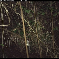 Rattus rattus (Black Rat) at Lorne, NSW - 11 Dec 2024 by Butlinz
