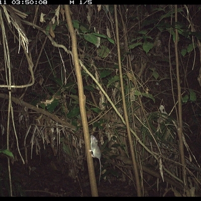 Rattus rattus (Black Rat) at Lorne, NSW - 11 Dec 2024 by Butlinz