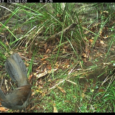 Menura novaehollandiae (Superb Lyrebird) at Marlo Merrican, NSW - 12 Jan 2025 by Rogerbrindle1