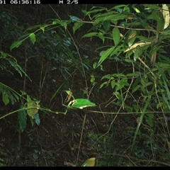 Pitta versicolor (Noisy Pitta) at Lorne, NSW - 31 Dec 2024 by Butlinz
