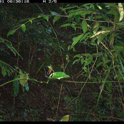 Pitta versicolor (Noisy Pitta) at Lorne, NSW - 31 Dec 2024 by Butlinz