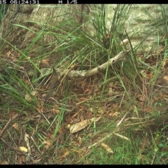 Psophodes olivaceus (Eastern Whipbird) at Marlo Merrican, NSW - 15 Jan 2025 by Rogerbrindle1
