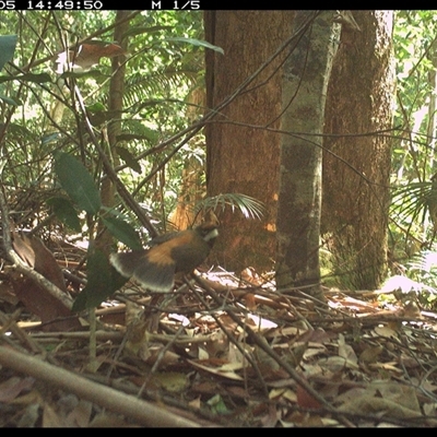 Rhipidura rufifrons (Rufous Fantail) at Lorne, NSW - 5 Jan 2025 by Butlinz