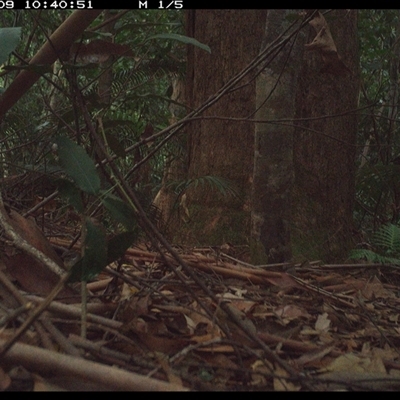Sericornis frontalis (White-browed Scrubwren) at Lorne, NSW - 9 Jan 2025 by Butlinz