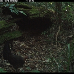 Alectura lathami (Australian Brush-turkey) at Marlo Merrican, NSW - 26 Jan 2025 by Rogerbrindle1