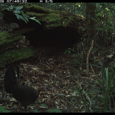 Alectura lathami (Australian Brush-turkey) at Marlo Merrican, NSW - 26 Jan 2025 by Rogerbrindle1