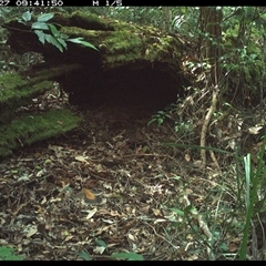 Rhipidura rufifrons at Marlo Merrican, NSW - 27 Jan 2025 09:41 AM
