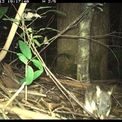 Perameles nasuta at Lorne, NSW - 12 Jan 2025 07:17 PM