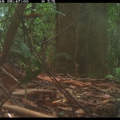 Orthonyx temminckii (Australian Logrunner) at Lorne, NSW - 16 Jan 2025 by Butlinz