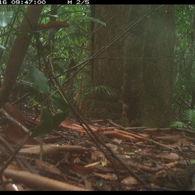 Orthonyx temminckii (Australian Logrunner) at Lorne, NSW - 16 Jan 2025 by Butlinz