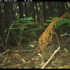 Sericornis frontalis (White-browed Scrubwren) at Lorne, NSW - 21 Jan 2025 by Butlinz