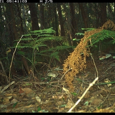 Sericornis frontalis (White-browed Scrubwren) at Lorne, NSW - 21 Jan 2025 by Butlinz