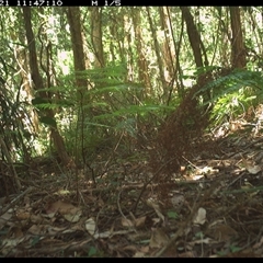 Colluricincla harmonica (Grey Shrikethrush) at Lorne, NSW - 21 Jan 2025 by Butlinz