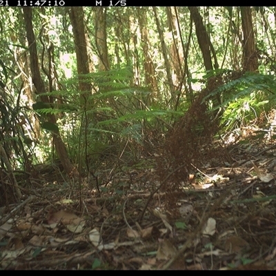 Colluricincla harmonica (Grey Shrikethrush) at Lorne, NSW - 21 Jan 2025 by Butlinz