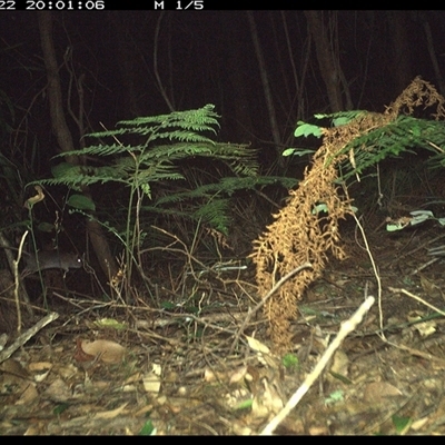 Rattus fuscipes (Bush Rat) at Lorne, NSW - 22 Jan 2025 by Butlinz