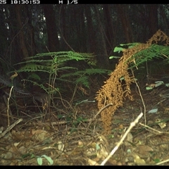 Menura novaehollandiae (Superb Lyrebird) at Lorne, NSW - 25 Jan 2025 by Butlinz