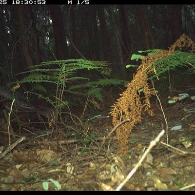 Menura novaehollandiae (Superb Lyrebird) at Lorne, NSW - 25 Jan 2025 by Butlinz