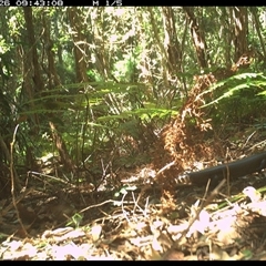 Bellatorias major (Land Mullet) at Lorne, NSW - 26 Jan 2025 by Butlinz