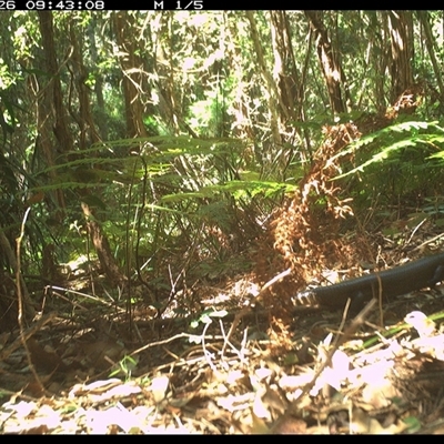 Bellatorias major (Land Mullet) at Lorne, NSW - 26 Jan 2025 by Butlinz