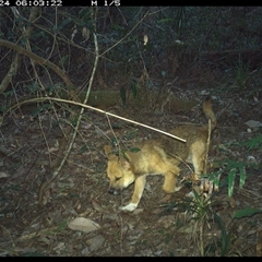 Canis lupus (Dingo / Wild Dog) at Lorne, NSW - 24 Oct 2024 by Butlinz