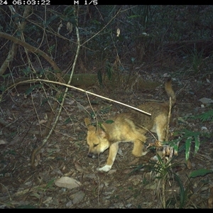 Canis lupus (Dingo / Wild Dog) at Lorne, NSW - 24 Oct 2024 by Butlinz