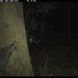 Trichosurus vulpecula (Common Brushtail Possum) at Lorne, NSW - 29 Oct 2024 by Butlinz